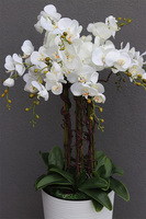 duży storczyk Mediolan Grande Subtila w białej donicy, wys.130cm 