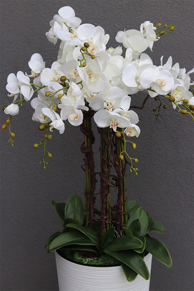 duży storczyk Mediolan Grande Subtila w białej donicy, wys.130cm 