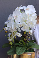 Goldman, elegancki storczyk w złotej osłonce