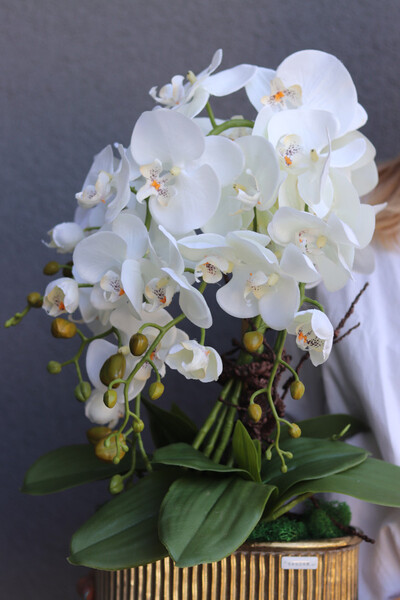 Goldman, elegancki storczyk w złotej osłonce