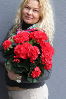 Terrakota Red, kompozycja kwiatowa pelargonie