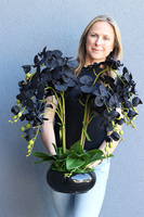 Black Orchid Piano, czarny storczyk