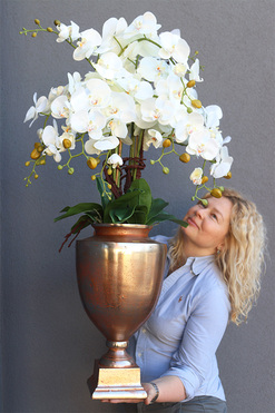 Champagne Exclusive Villa, storczyk w pucharze, wys.101cm 