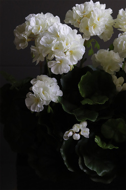 Białe, sztuczne pelargonie na balkon i parapet, wym.41cm