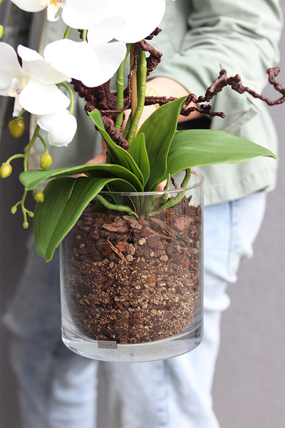 Glassier Como, storczyk w szklanej tubie