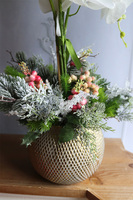 Galina, elegancki storczyk zimowy