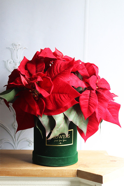 Velurro Gwiazda Betlejemska 2, flowerbox zimowy, zielony welur