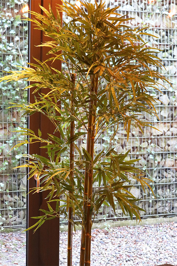 storczyk Laos Cremina Granada, w donicy łódce, wys.50cm