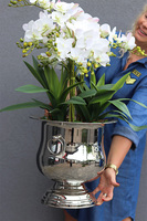 Eveline Elegance Albina, gumowy storczyk w pucharze, wys.88cm