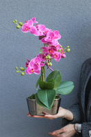 Pinkobella Fuksja, gumowy storczyk w lustrzanej donicy