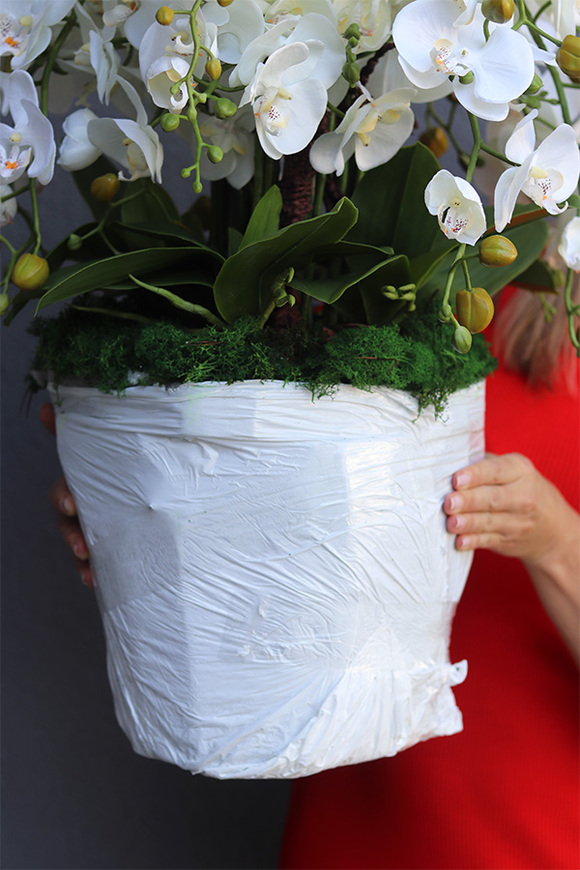 Cavallo Lux Saute, storczyk w stretchu do Twojej donicy