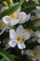 Cymbydium Ambasador, duży sztuczny storczyk XXL w doniczce