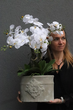 Belledia Big, storczyk w betonowej donicy, wys.73cm 