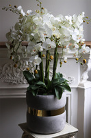 Grey Cavallo, bogaty storczyk w welurowej osłonce