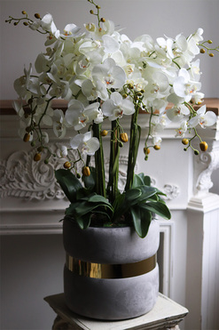 Grey Cavallo, bogaty storczyk w welurowej osłonce, wys.102cm 