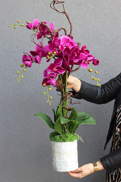 Fuksja Saute, storczyk w stretchu do Twojej donicy, wys.88cm