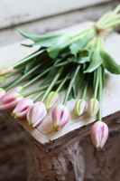 bukiet tulipanów silikonowych Avrill Cream Pink, 7szt. dł.43cm