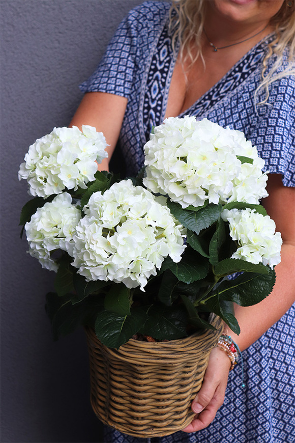 Hortensje Classic, kompozycja kwiatowa w ceramicznym koszu