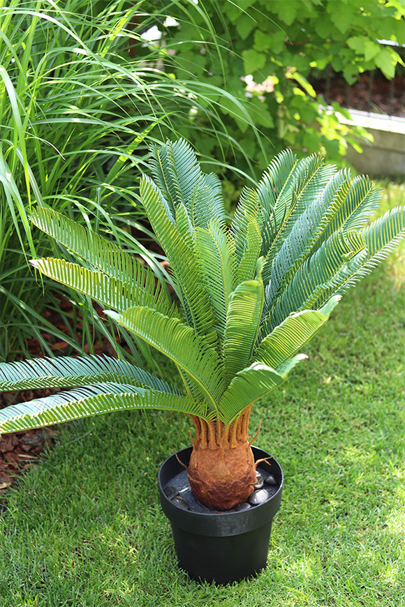 Cykas, sztuczna roślina w osłonce z tworzywa sztucznego, wys.100cm 