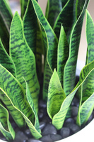 Sansewieria Della, roślina sztuczna w donicy