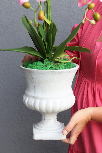  Filomena 2, gumowy różowy storczyk w pucharze