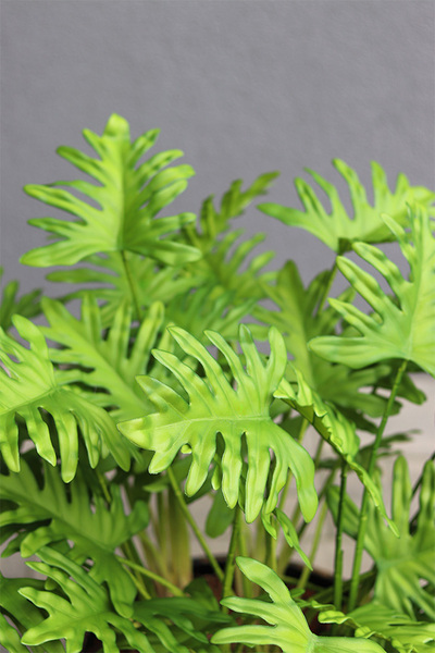 Filodendron Gold Hilton, drzewko sztuczne w donicy