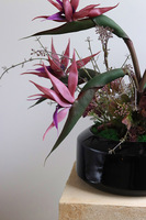 Strelicja Violet, egzotyczna kompozycja w donicy