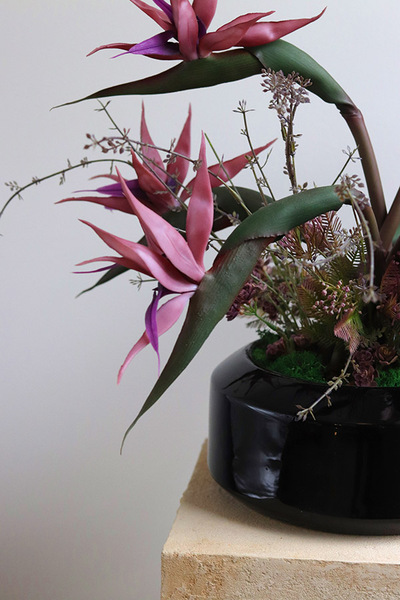 Strelicja Violet, egzotyczna kompozycja w donicy