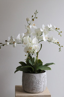 Modern Meadow, stylowy storczyk w doniczce ze wzorem