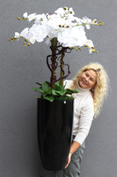 Black Fiberglass Grande Dorea 2, duży storczyk w czarnej donicy