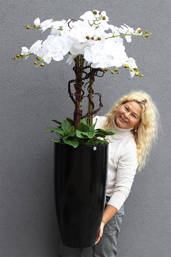  Black Fiberglass Grande Dorea 2, duży storczyk w czarnej donicy, wys.136cm 