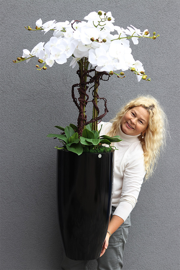 Black Fiberglass Grande Dorea 2, duży storczyk w czarnej donicy