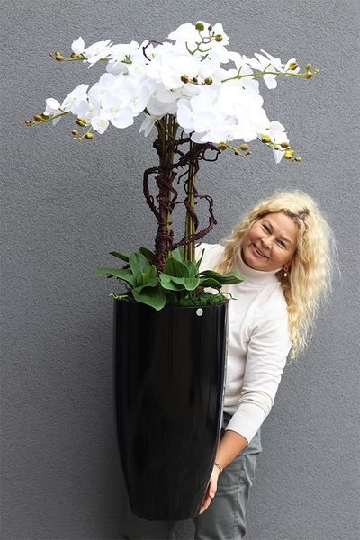 Black Fiberglass Grande Dorea 2, duży storczyk w czarnej donicy