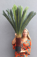 Cykas, sztuczna roślina w osłonce	