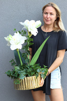 Amarylis Biel, wysokiej jakości sztuczna roślina w złotej donicy, wys.70cm
