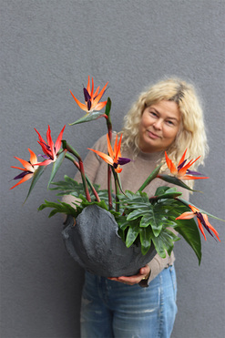 Strelizia Volcan 2, kompozycja nagrobna w misie, wys.60cm