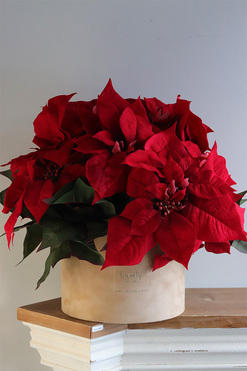 Gwiazda Betlejemska Beige, flowerbox zimowy, beżowy welur, wys.46cm