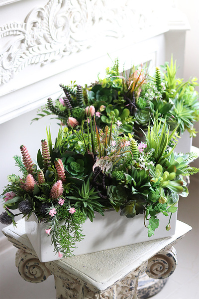 Fragana, kompozycja sukulenty w białej donicy