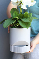 Beira Grey, elegancki storczyk w szarej donicy