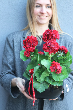 Pelargonia Manferdo, pelargonie w naczyniu, wys.33cm  