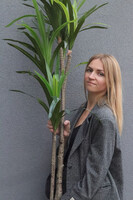 Jukka Mexicana, sztuczna roślina drzewko