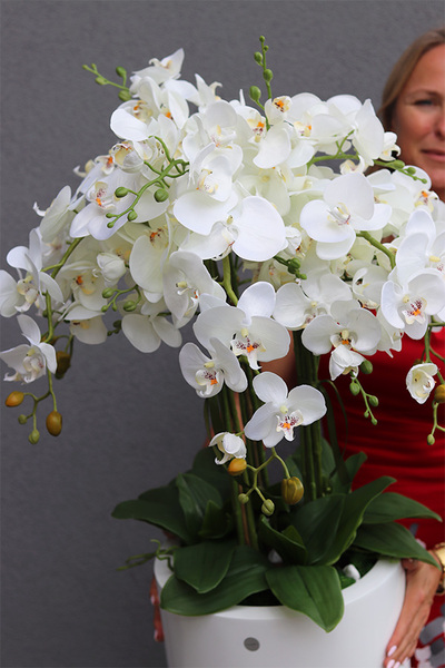 duży storczyk White Fiberglass Grande Clear w białej donicy