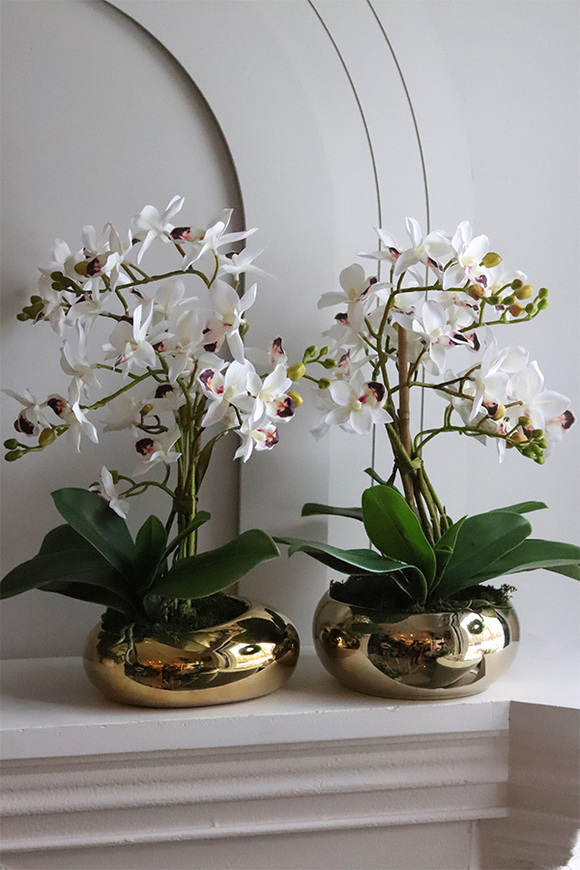 Gold Orchid Bellana, storczyk w złotej donicy