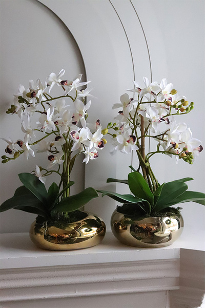 Gold Orchid Bellana, storczyk w złotej donicy