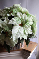 Gwiazda Betlejemska Silver&White, wysokiej jakości sztuczna roślina, wym.50x52cm