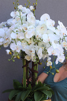 Goldenario Premium, biały storczyk w złotej donicy