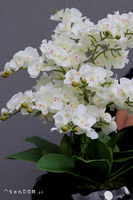 Nagasaki, sztuczny storczyk w czarnej misie