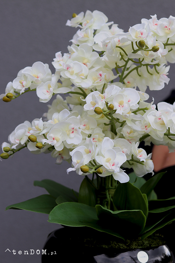 Nagasaki, sztuczny storczyk w czarnej misie