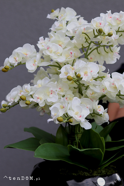 Nagasaki, sztuczny storczyk w czarnej misie