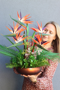 Strelicja Brown Cecile, kompozycja w szklanej donicy, wys.59cm